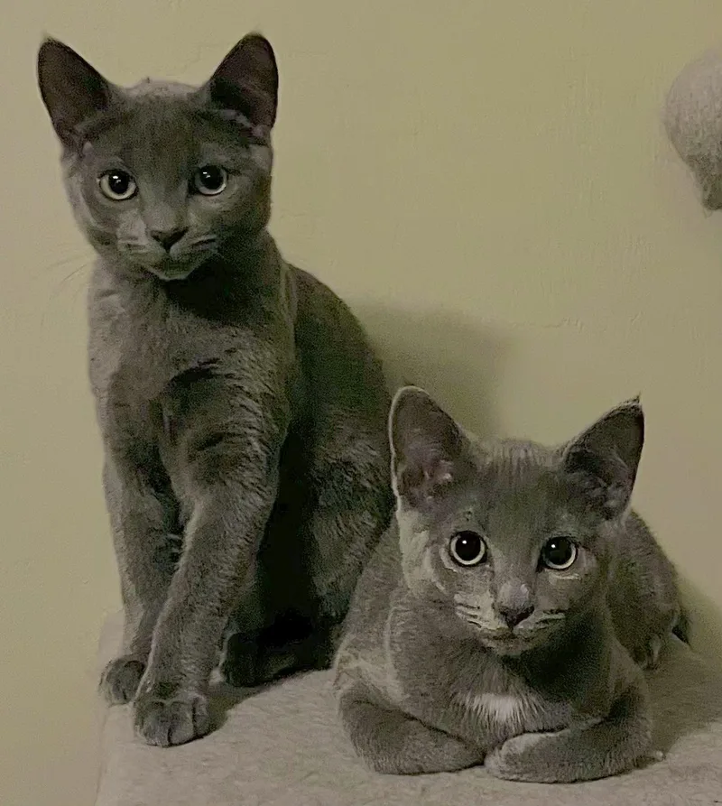 A baby medium-sized female Gray & White Domestic Short Hair cat named Lainey for adoption in Springfield, OR