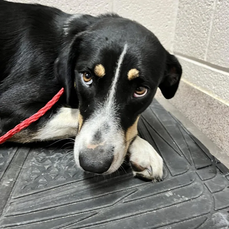 A young medium-sized female Black Mixed Breed dog named Judy for adoption in Ardmore, OK