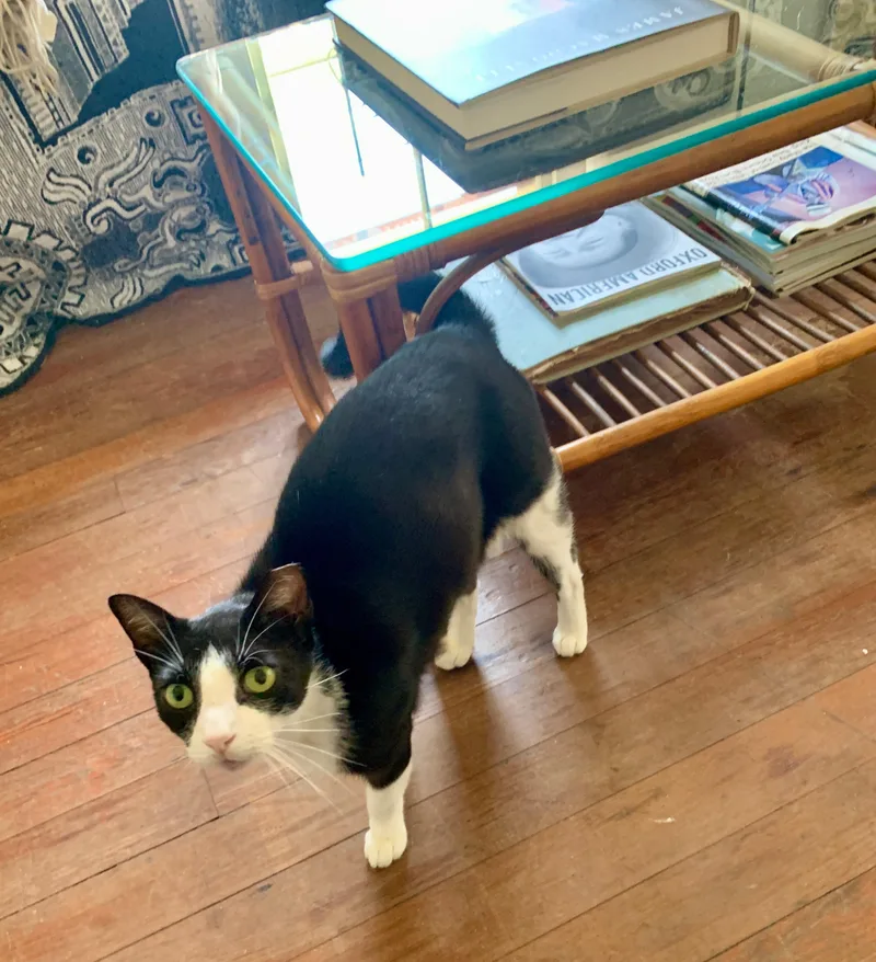 Mook—URGENT