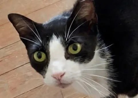 Mook—URGENT thumbnail 3