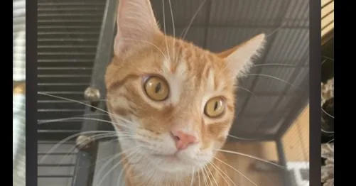 An adult large-sized male Tabby (Orange / Red) Domestic Short Hair cat named Theo for adoption in Thatcher, AZ