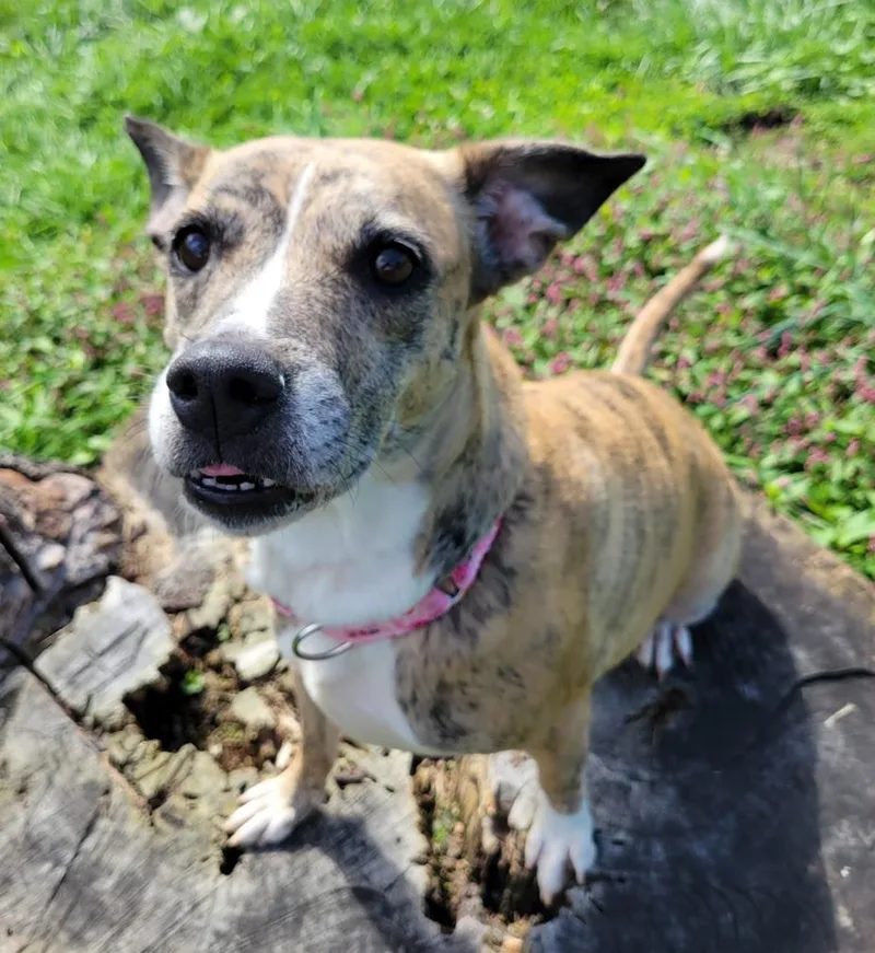 An adult medium-sized female Australian Cattle Dog / Blue Heeler dog named Kendall for adoption in Lisbon, OH