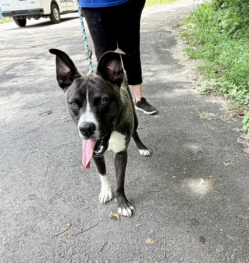 A young medium-sized male Black Husky dog named Wally for adoption in Petersburg, VA