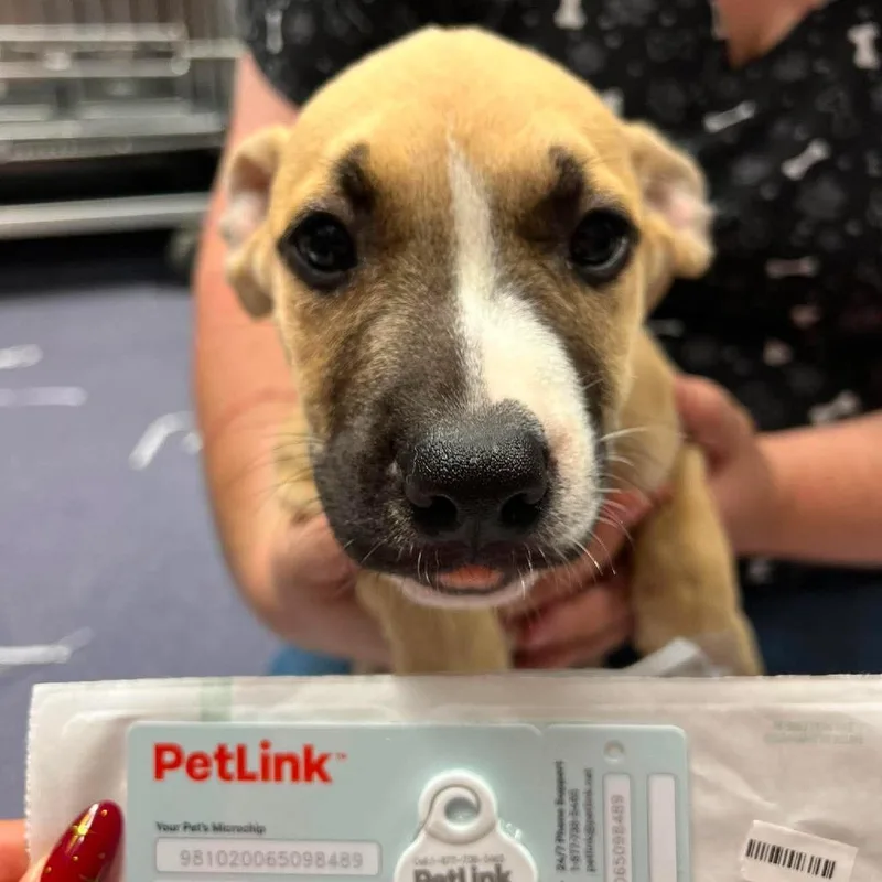 A baby small-sized male Yellow / Tan / Blond / Fawn Mixed Breed dog named SeaCat for adoption in Edwardsville, IL