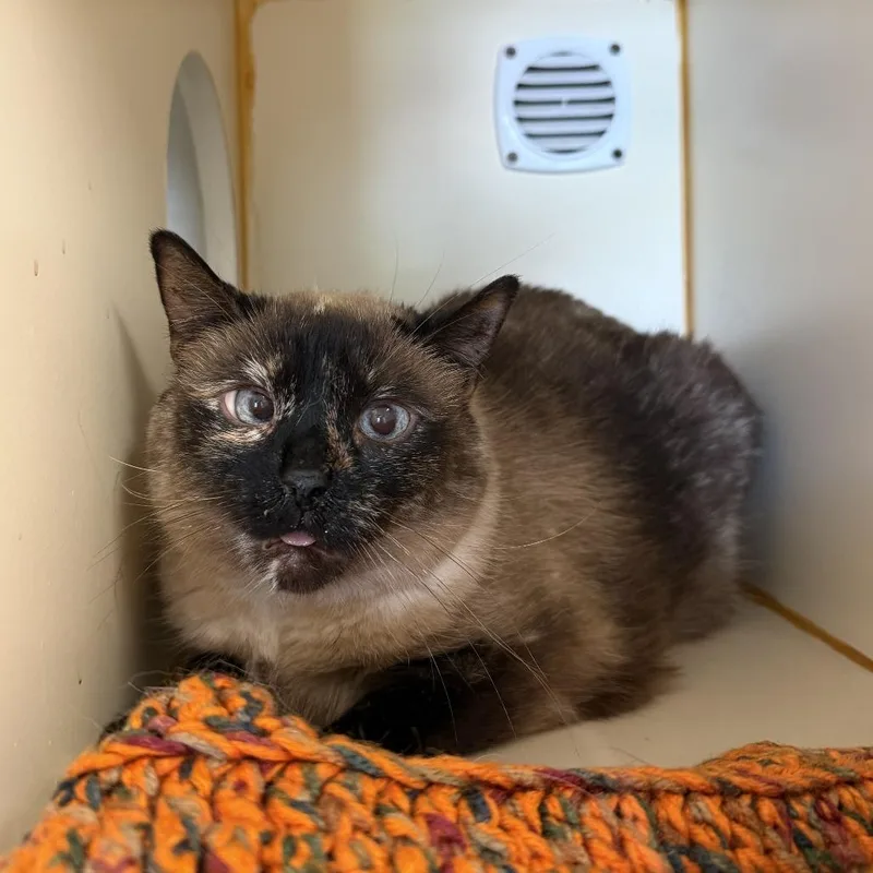 A senior large-sized female Tortoiseshell Siamese cat named Sophia for adoption in South Elgin, IL