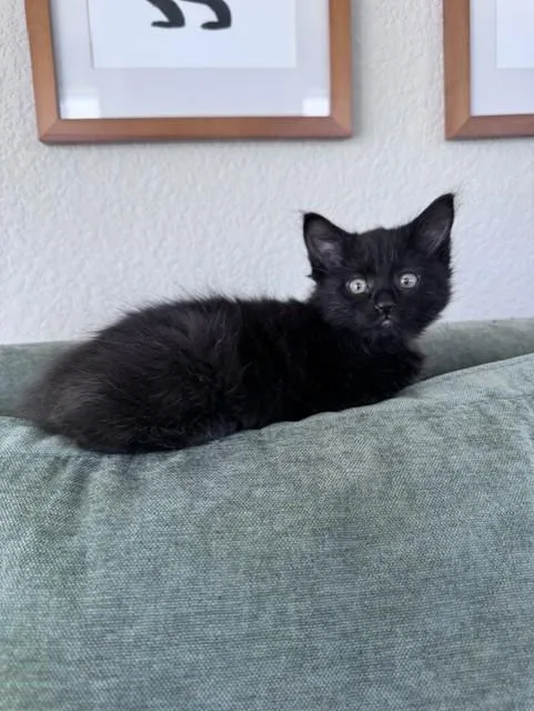 A baby small-sized female Domestic Short Hair cat named Olive for adoption in Colorado Springs, CO