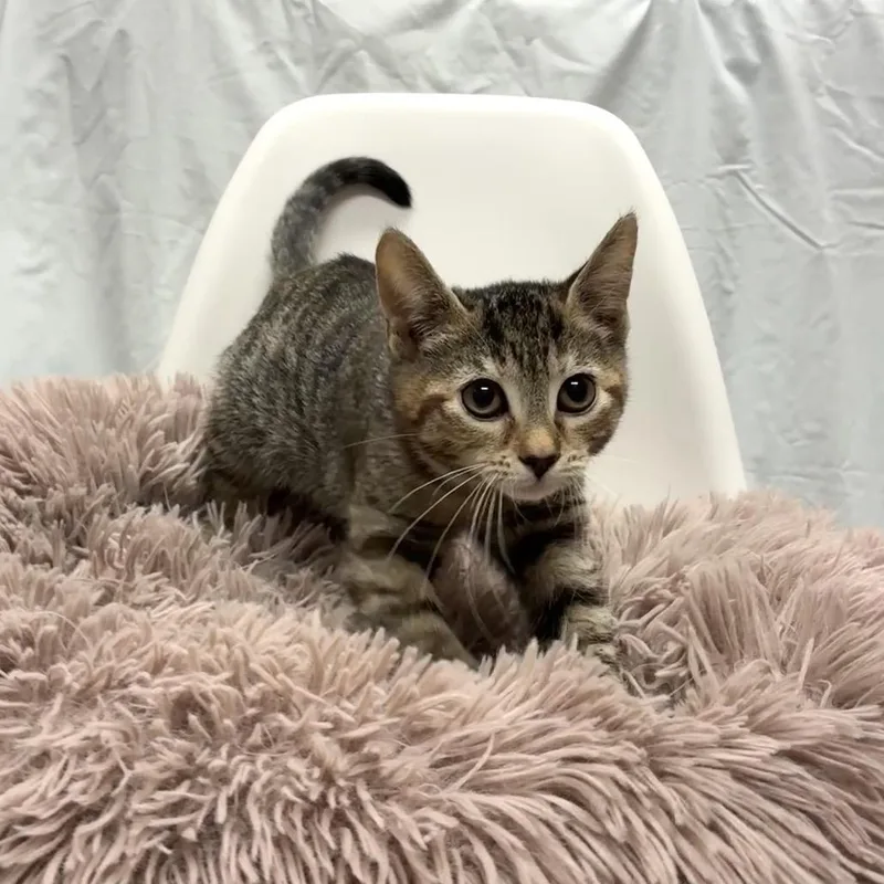 A baby small-sized female Brown / Chocolate Domestic Short Hair cat named Lacey for adoption in East Hampton, NY