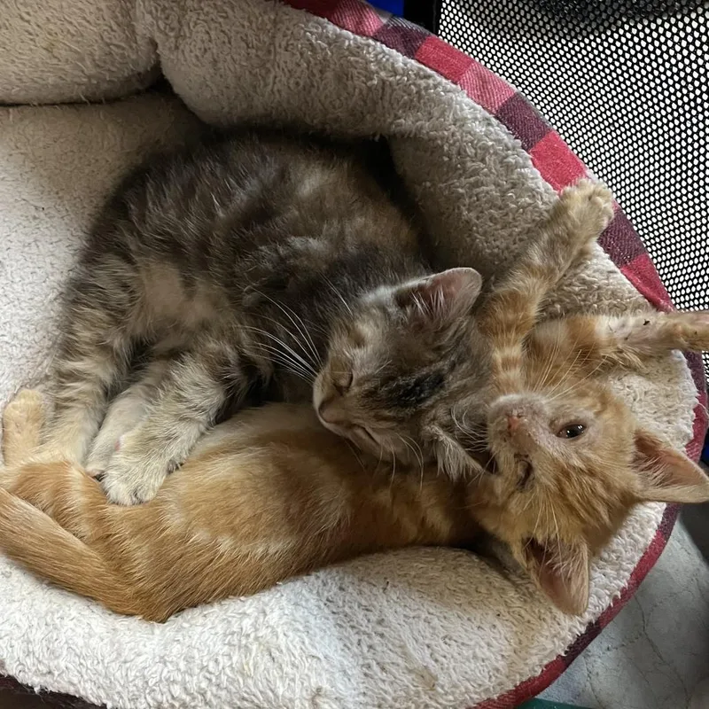 A baby small-sized female Orange / Red Domestic Short Hair cat named Little Fox for adoption in Washington, DC