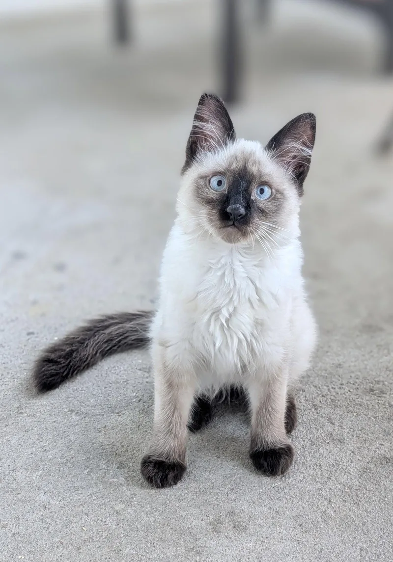 A young medium-sized male Siamese cat named Top Hat for adoption in Aurora, CO