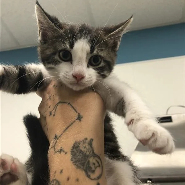 A baby medium-sized female Tabby (Brown / Chocolate) Domestic Short Hair cat named Melody for adoption in Prince Frederick, MD