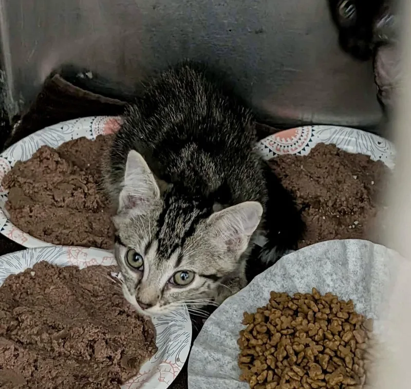 A baby medium-sized male Domestic Short Hair cat named Solo for adoption in Detroit Lakes, MN
