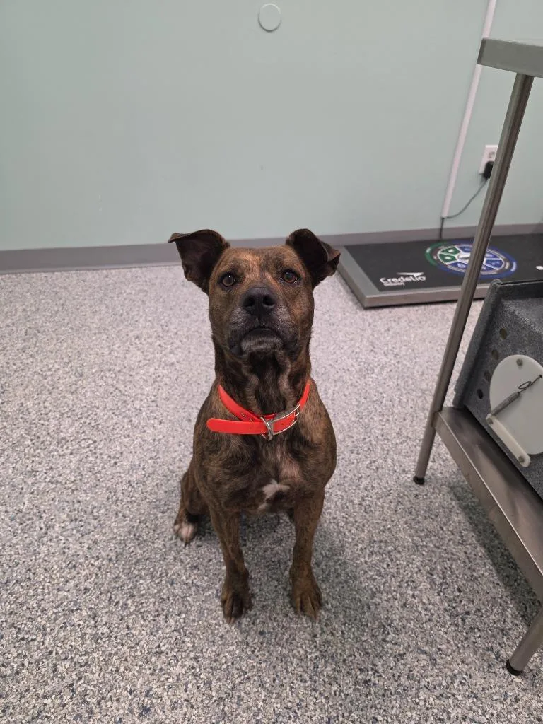 An adult large-sized female Terrier dog named Sasha for adoption in Athens, TN