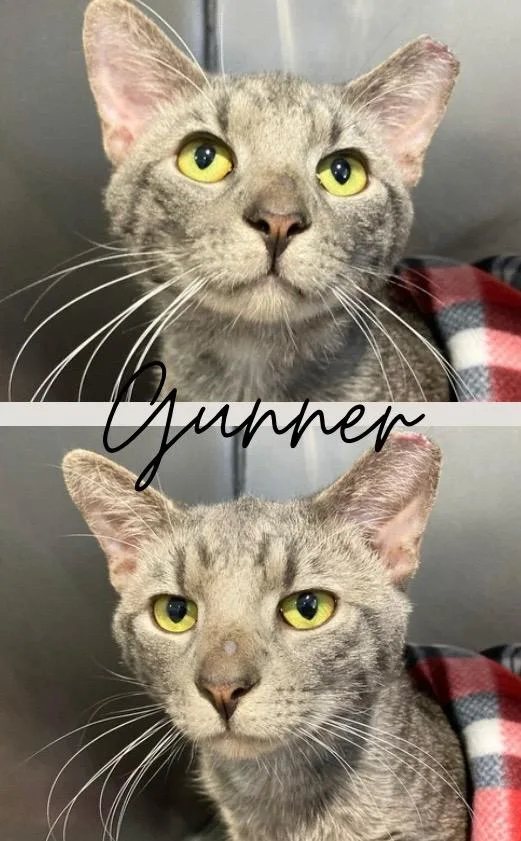 A young medium-sized male Domestic Short Hair cat named Gunner for adoption in Pierceton, IN