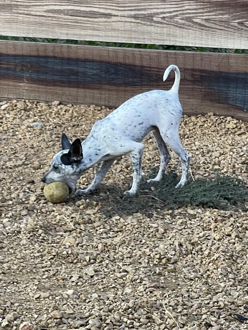 A baby small-sized female Chihuahua dog named Elfie & Sarah for adoption in Sadler, TX