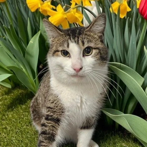 An adult small-sized male Domestic Short Hair cat named Osseo for adoption in Clinton Township, MI
