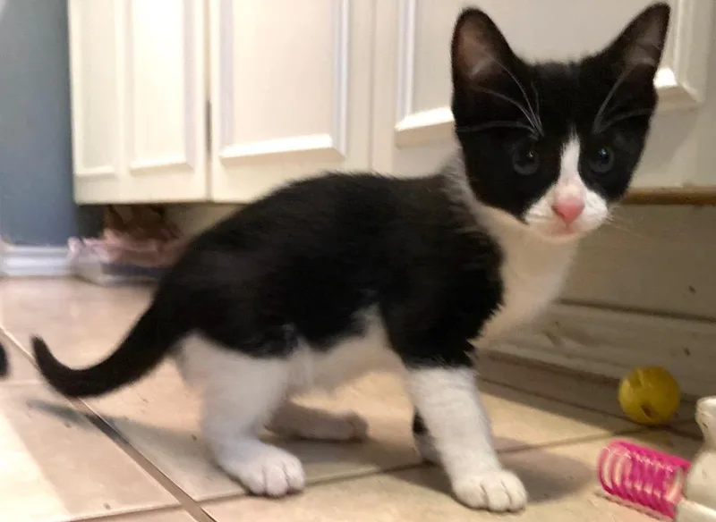 A baby medium-sized male Domestic Short Hair cat named Theodore Nott for adoption in San Antonio, TX