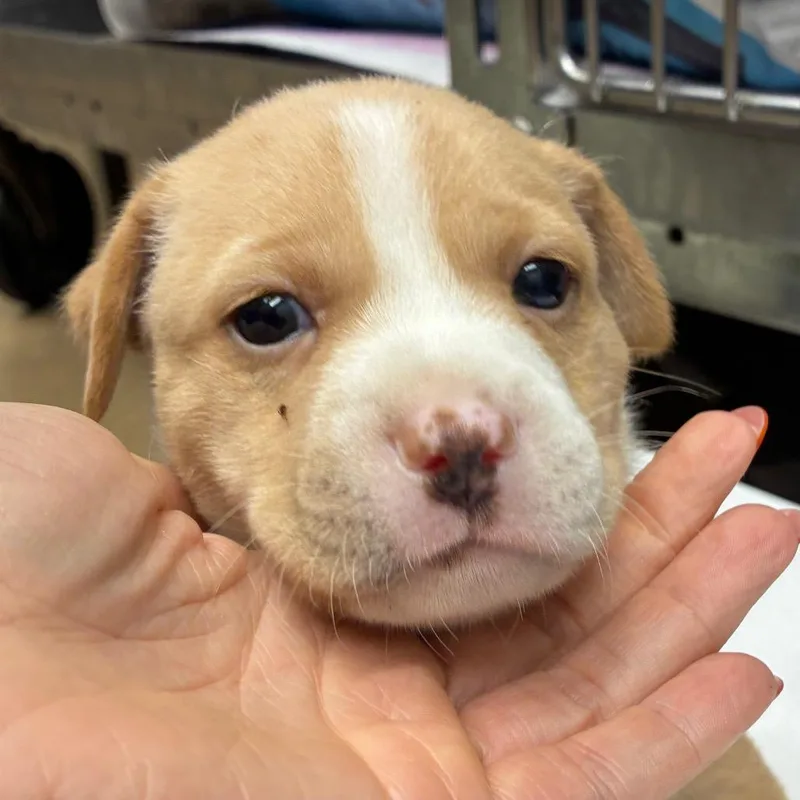 A baby small-sized male Yellow / Tan / Blond / Fawn Labrador Retriever dog named Gomez for adoption in Corpus Christi, TX