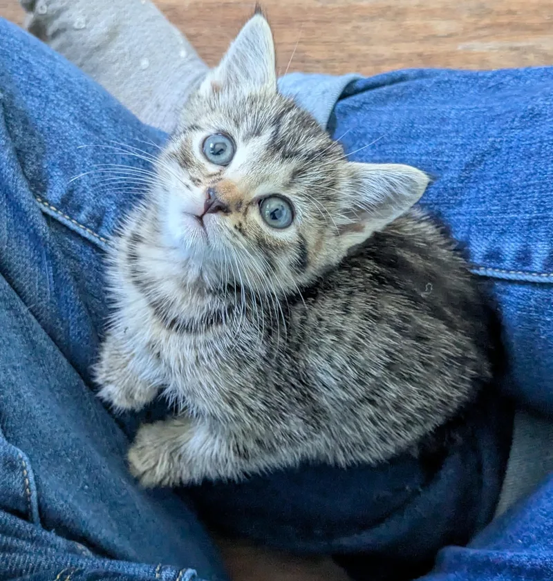 A baby medium-sized female Tabby (Brown / Chocolate) Tabby cat named Daphne for adoption in San Juan Capistrano, CA