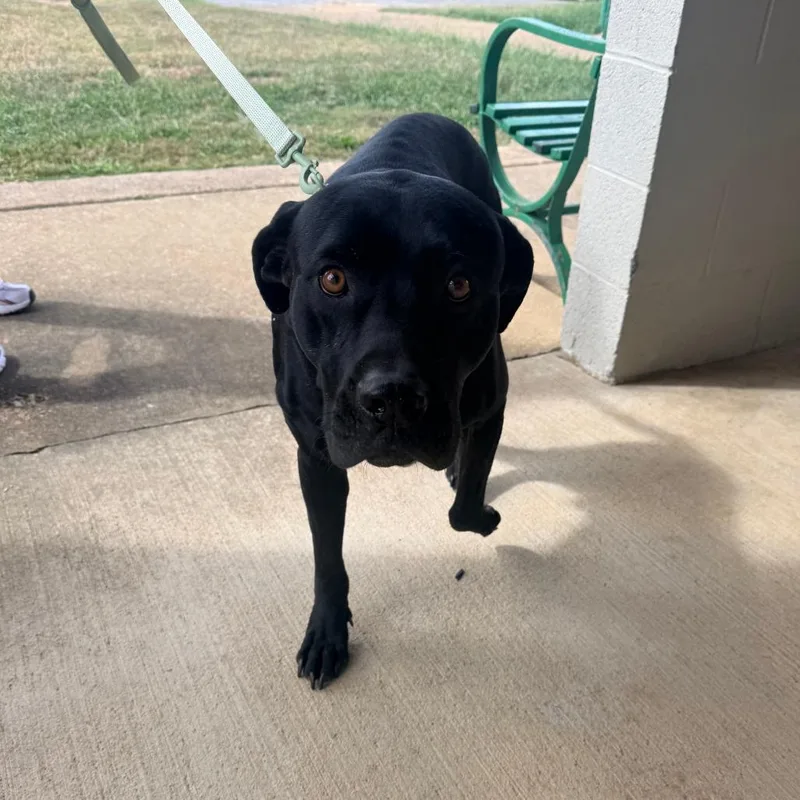 An adult large-sized male Black Mixed Breed dog named Suggs for adoption in Corinth, MS