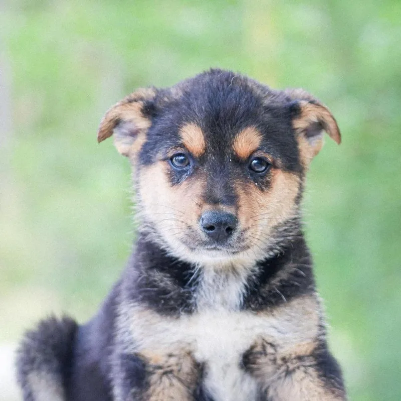 A baby medium-sized female Mixed Breed dog named Dr. King for adoption in Groveland, MA