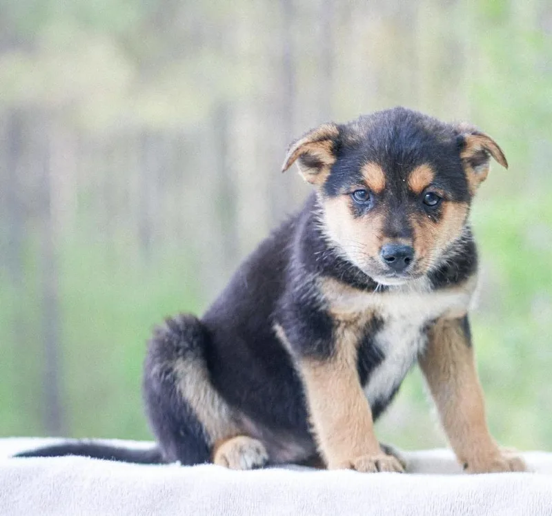 Dr. King thumbnail 2