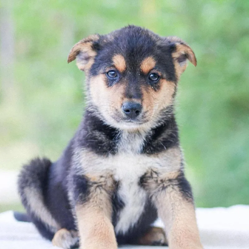 Dr. King thumbnail 3