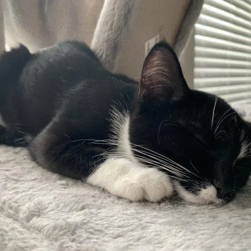 A baby small-sized female Domestic Short Hair cat named Paris for adoption in Fishers, IN