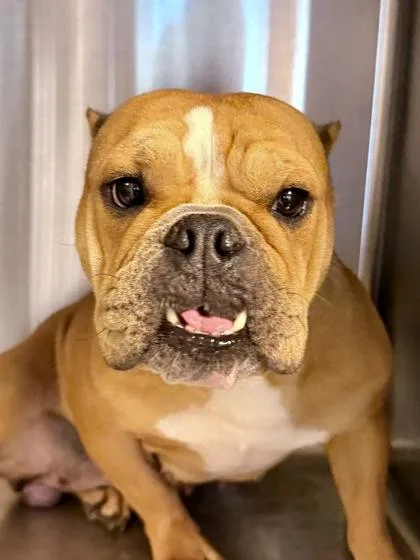 An adult medium-sized female American Bulldog dog named Seven for adoption in New Orleans, LA