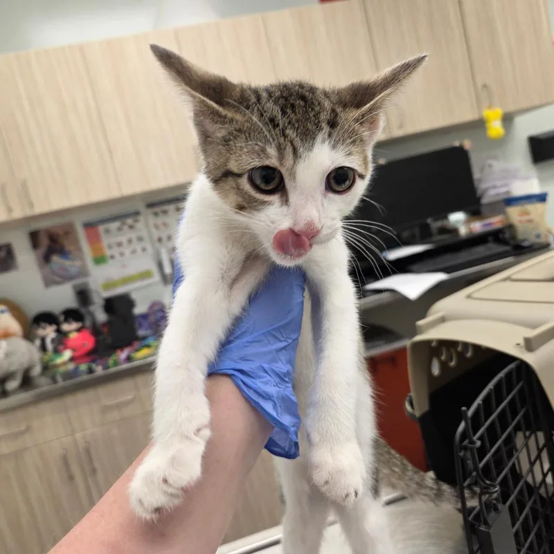 A baby small-sized male White Domestic Short Hair cat named Eliab for adoption in Chattanooga, TN