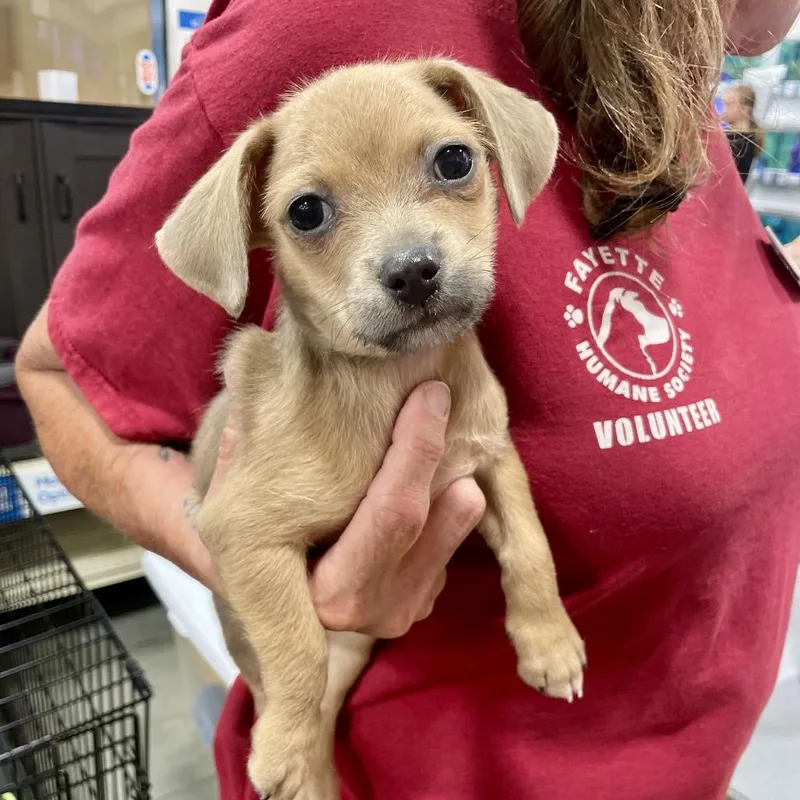 A baby small-sized male Chihuahua dog named Maxwell for adoption in Fayetteville, GA