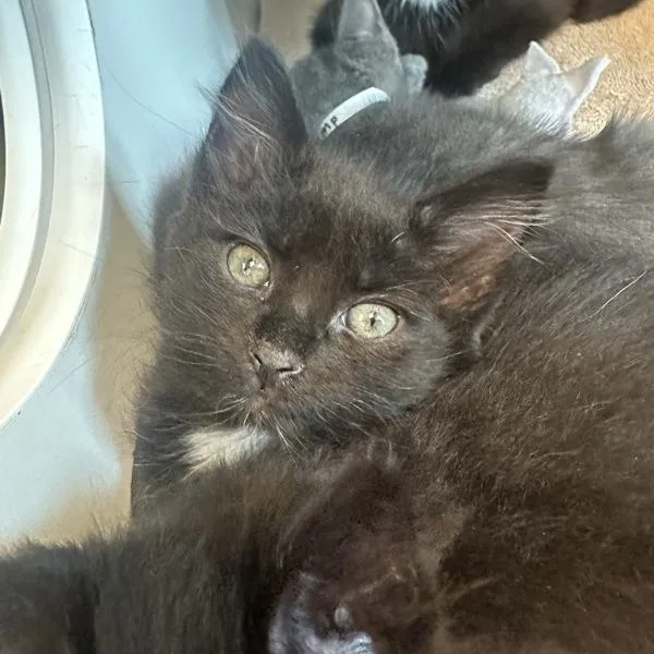 A baby small-sized female Domestic Short Hair cat named Bicycle for adoption in Walnut Creek, CA
