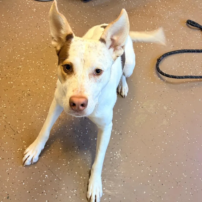 A young medium-sized female White / Cream Labrador Retriever dog named Allie for adoption in Belleville, IL
