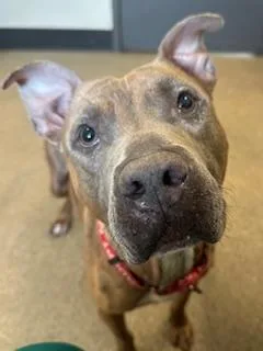 An adult medium-sized male Brown / Chocolate Pit Bull Terrier dog named Boone for adoption in Cleveland, OH