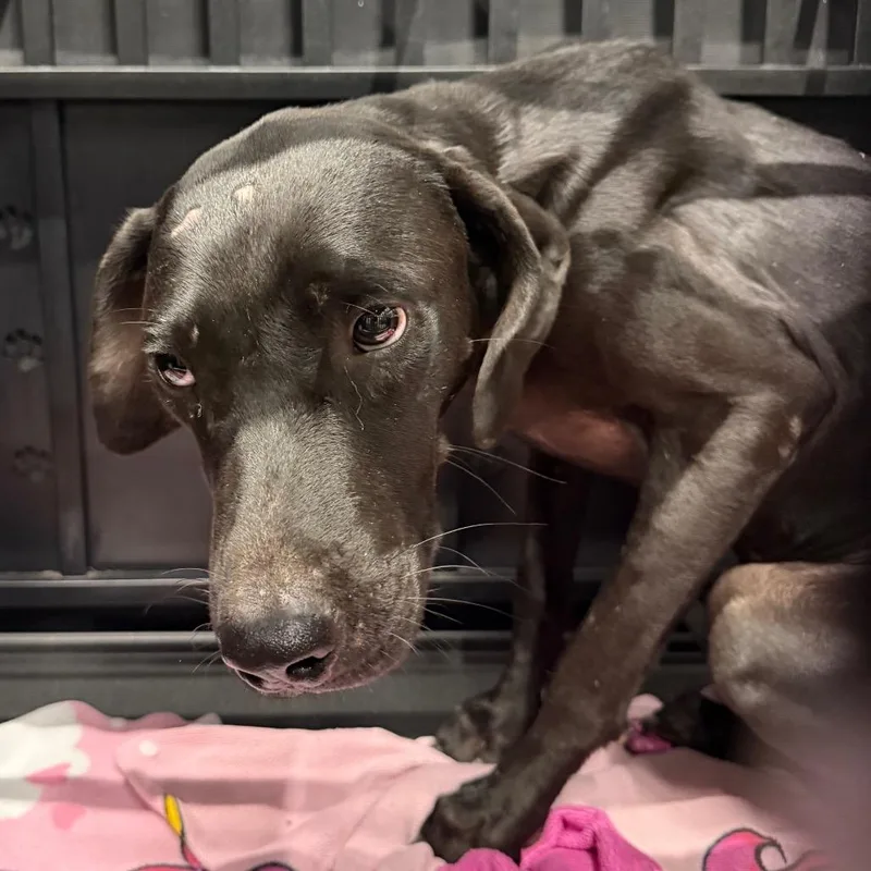 An adult medium-sized male Black Labrador Retriever dog named Griffin for adoption in Abilene, TX