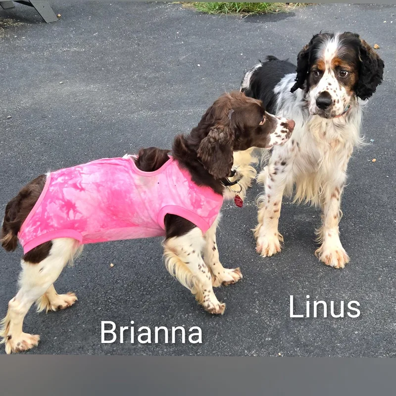 An adult medium-sized female Brown / Chocolate English Springer Spaniel dog named Brianna for adoption in Fredericksburg, VA