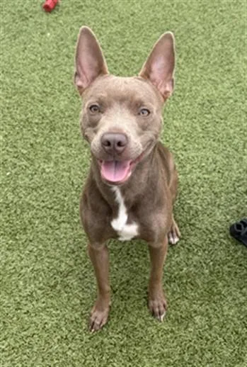 A young medium-sized female Pit Bull Terrier dog named Charlotte for adoption in Toledo, OH