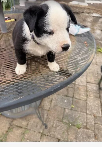 A baby medium-sized male Border Collie dog named Weston for adoption in Morton Grove, IL