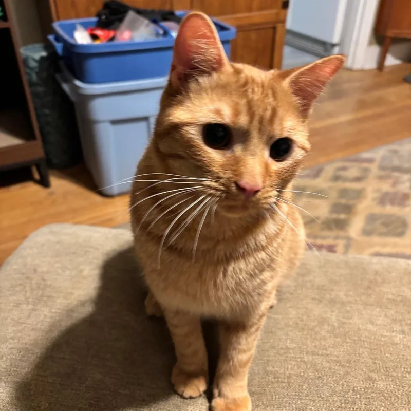 Eugene