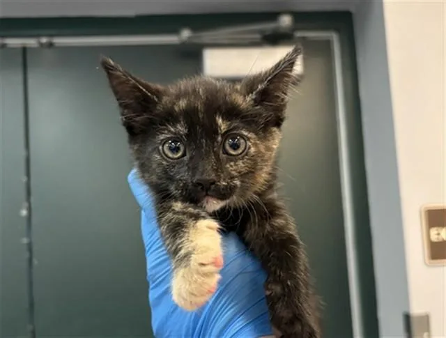 A baby small-sized female Domestic Short Hair cat named Judy for adoption in Thousand Palms, CA