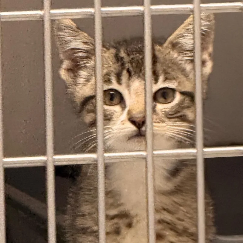 A baby small-sized female Black & White / Tuxedo American Shorthair cat named Scar for adoption in Evansville, IN