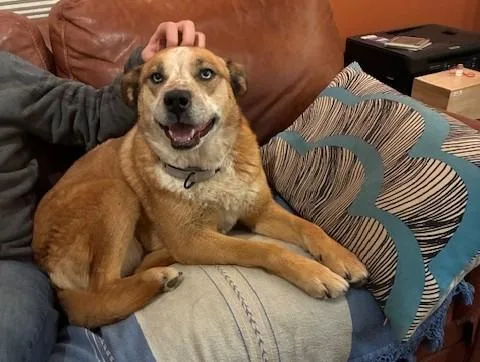 An adult medium-sized female Australian Cattle Dog / Blue Heeler dog named Pecas for adoption in Santa Fe, NM