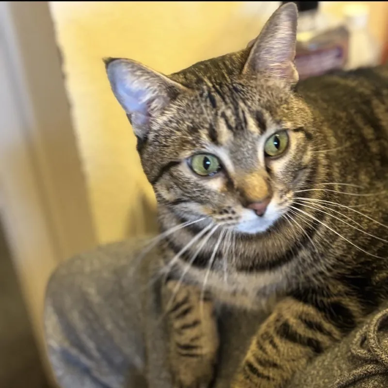 An adult small-sized female Brown / Chocolate Domestic Short Hair cat named Veronicat for adoption in Grantsville, UT