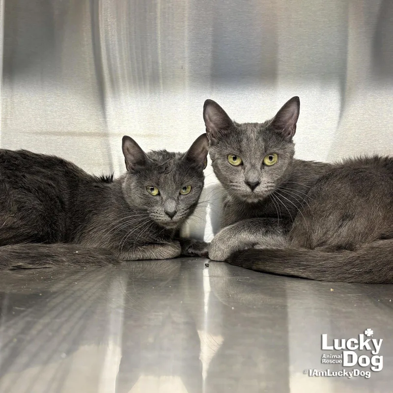 An adult medium-sized female Gray / Blue / Silver Domestic Short Hair cat named Lilly for adoption in Washington, DC