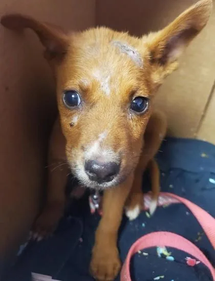 A baby small-sized male Brown / Chocolate Mixed Breed dog named 61288228 for adoption in El Paso, TX