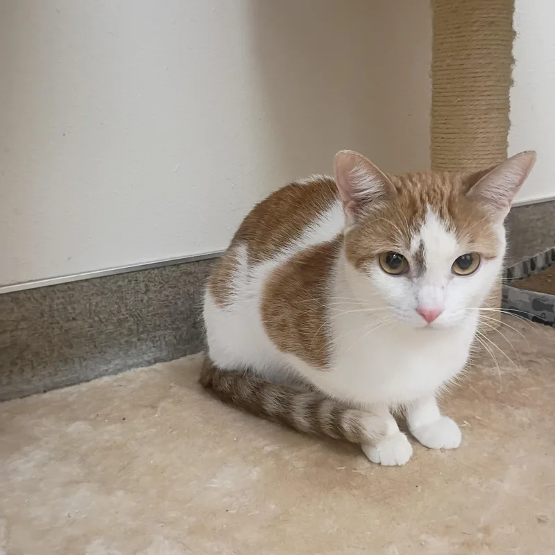 An adult medium-sized female Tabby (Orange / Red) Domestic Short Hair cat named Sadie for adoption in Pocatello, ID