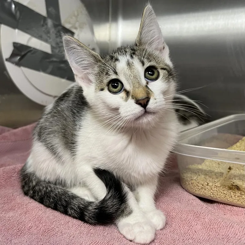 A baby small-sized female Gray / Blue / Silver Domestic Short Hair cat named Bubbles for adoption in Palm Springs, CA
