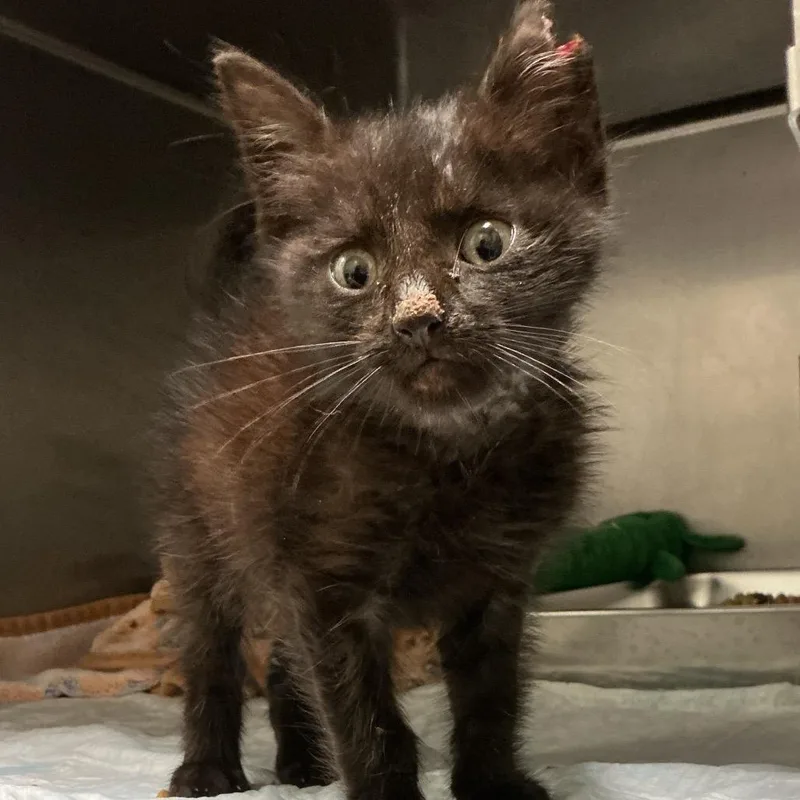 A baby small-sized male Black Domestic Short Hair cat named Floatin for adoption in Elizabeth City, NC