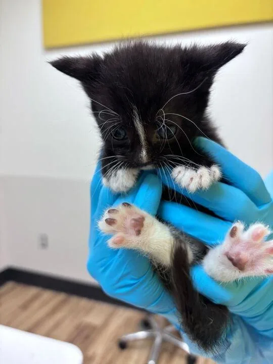 A baby small-sized female Black & White / Tuxedo Domestic Short Hair cat named Stylist for adoption in Raleigh, NC