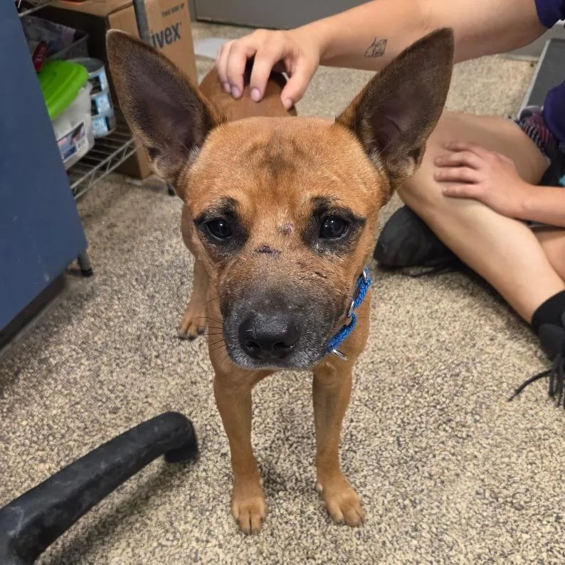 A young medium-sized male Brown / Chocolate Mixed Breed dog named Ramen for adoption in Houston, TX