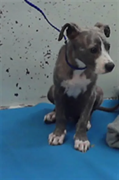 A baby small-sized male Staffordshire Bull Terrier dog named A for adoption in Houston, TX